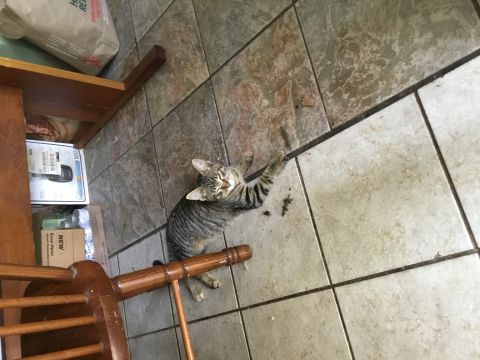 kopz is Single in new port Richey, Florida, 4