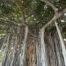 jamesjitsu is Single in Chula Vista, California