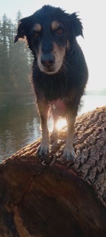 marksagoodman1 is Single in Clackamas, Oregon, 8