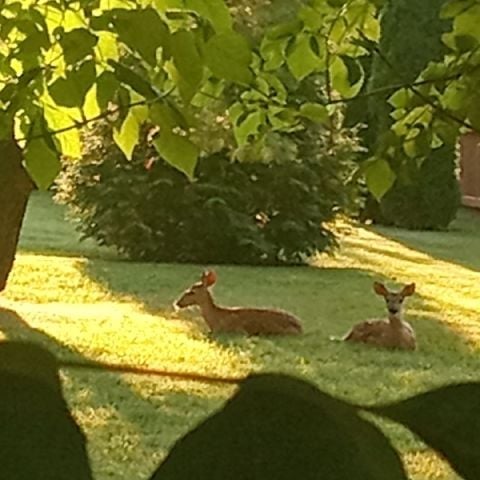 TONYEAST1 is Single in Willoughby, Ohio, 7