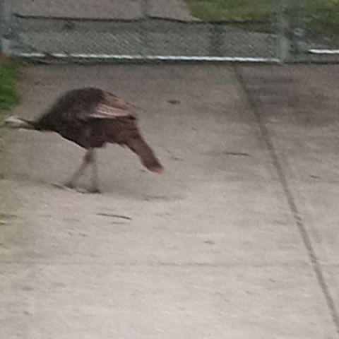 TONYEAST1 is Single in Willoughby, Ohio, 8