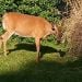 TONYEAST1 is Single in Willoughby, Ohio, 6