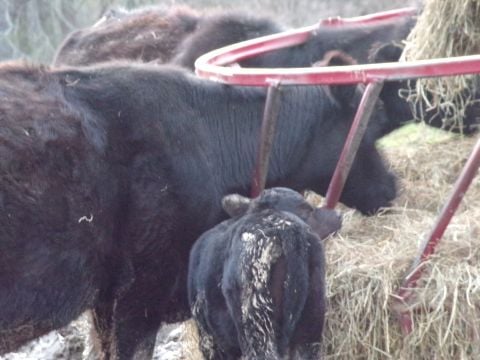 indianafarmboy2 is Single in washington, Indiana, 6