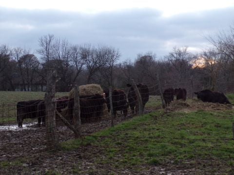 indianafarmboy2 is Single in washington, Indiana, 7