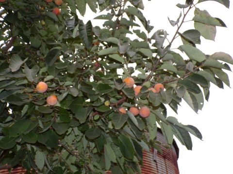 indianafarmboy2 is Single in washington, Indiana, 8