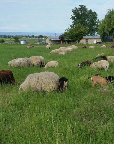 Sheep100 is Single in Boise, Idaho, 1