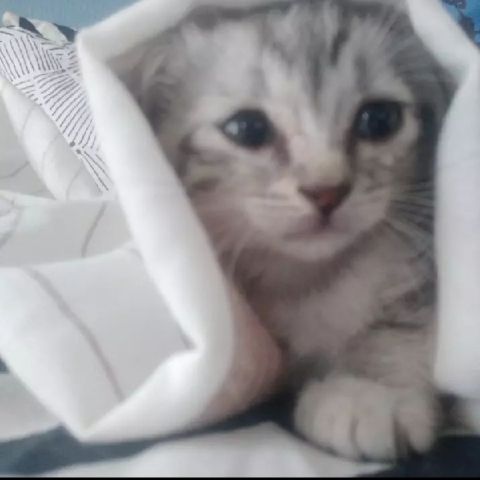 cutieshee