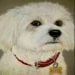 Lyzanne is Single in Newtownabbey, Northern Ireland, 7