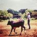 Bull_handler is Single in Sealy, Texas, 2