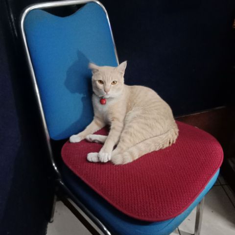 Catlady00