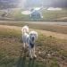 Josh2793 is Single in Delmont, Pennsylvania, 3