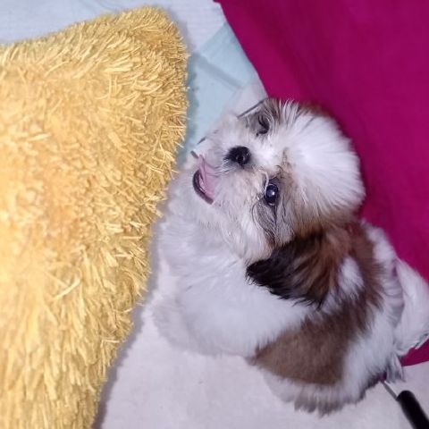 Priskilashelina