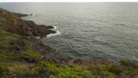 Viiki