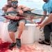 Oceanlife4me is Single in Cocoa Beach, Florida