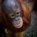 Romey22 is Single in Kigesshan, Wales, 1