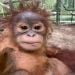 Romey22 is Single in Kigesshan, Wales, 2