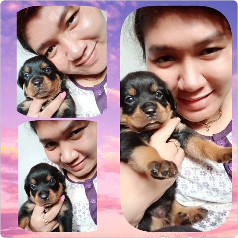 Cheby_93
