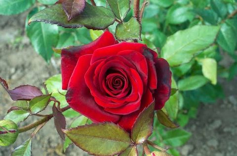 idiamond_rose_