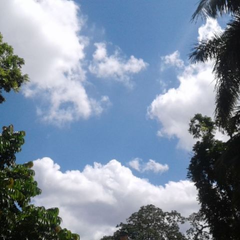 Cyra_fim