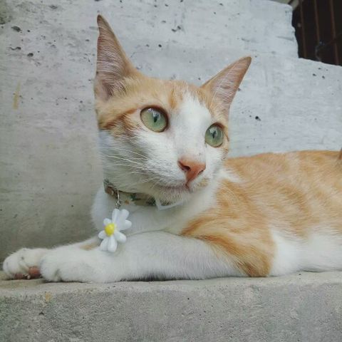 nlmcnd