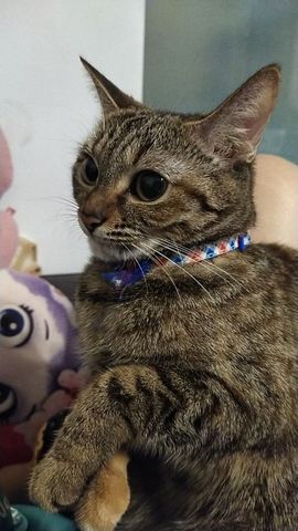 Tinker_belle_