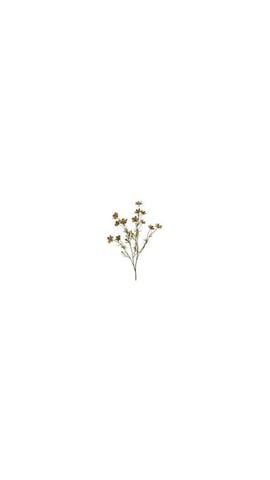 Grachia_