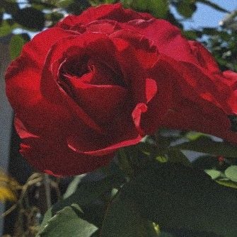 BrunaFreitas