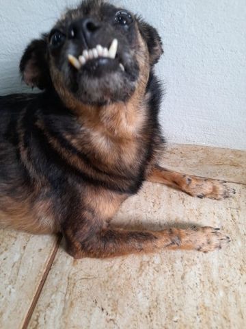 Necher