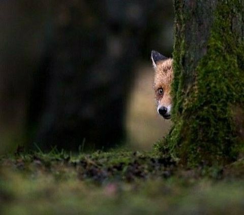 FoxAngelou