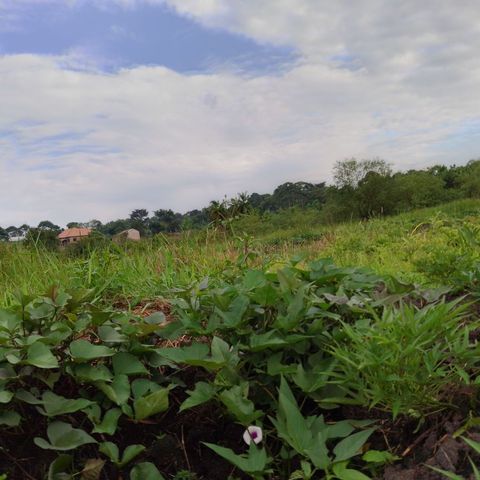 Suive