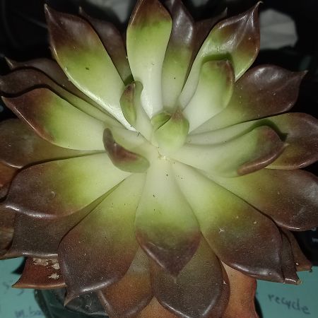 Lili41