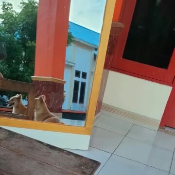 Sina35