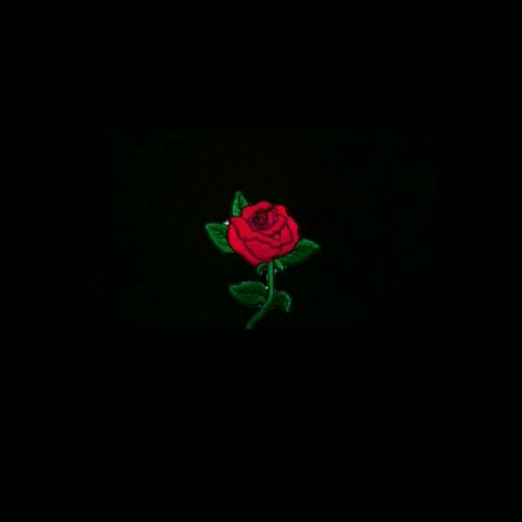 Carnation88