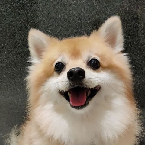 lycheeyumz