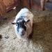 Goats409 is Single in Rockford, Michigan, 2