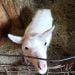 Goats409 is Single in Rockford, Michigan, 3