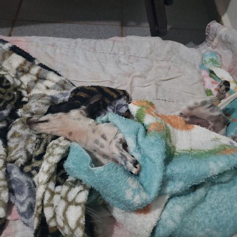 PanLi