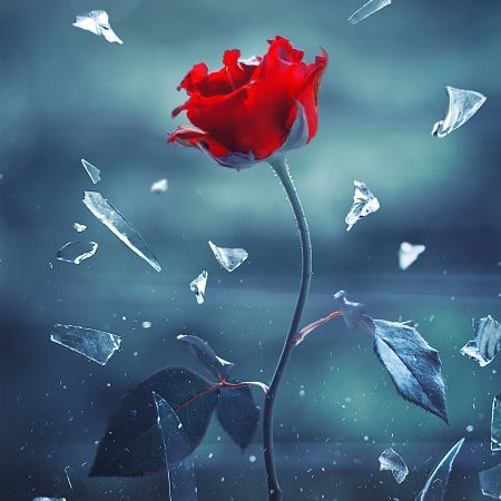 Rose112388