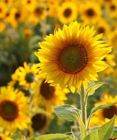 Belii is Single in Ottawa’s, Ontario, 2