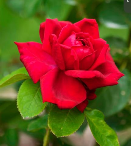 Belii is Single in Ottawa’s, Ontario, 3