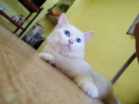 BEVERLY_BOHOL