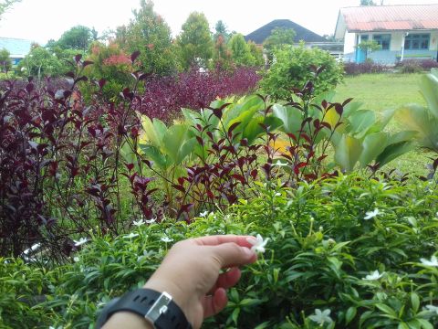 Pipit9801