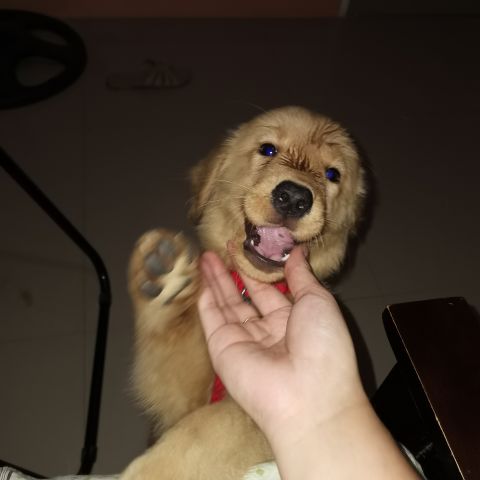Kissesabellana