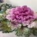 Merz33 is Single in Shillong, Meghalaya