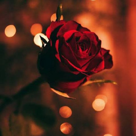 Rosey235