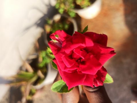 AlifetoSmile