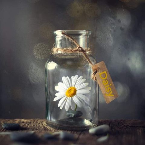 Daisy11