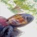 Leahliza is Single in Malindi, Coast, 1