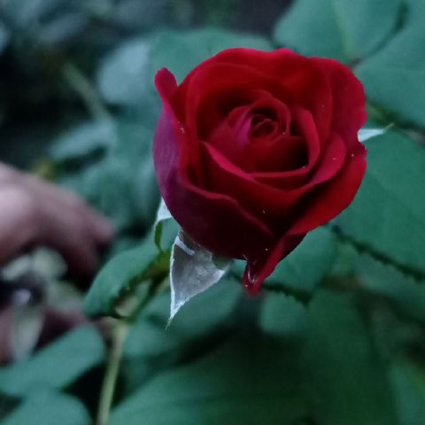 Lilianstone