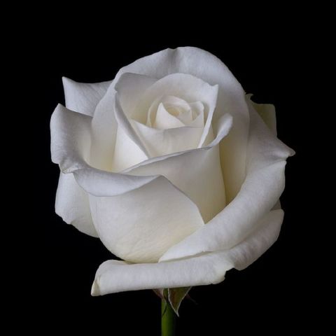 Sarah9139